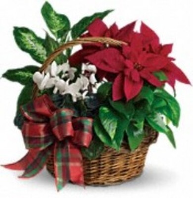 Christmas Garden Basket from Kelley's Florist in Lake Placid, FL