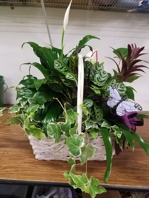 4 Plant Combo Basket from Kelley's Florist in Lake Placid, FL