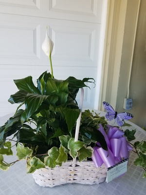2 Plant Combo Basket from Kelley's Florist in Lake Placid, FL