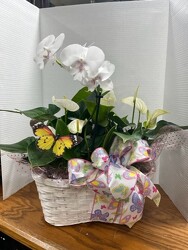 Orchid Plant Basket from Kelley's Florist in Lake Placid, FL